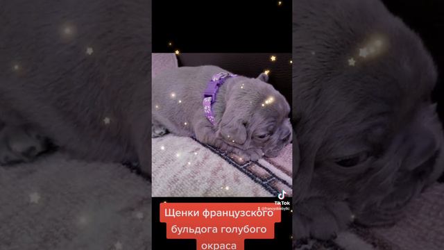 щенки французского бульдога голубого окраса с голубыми глазками