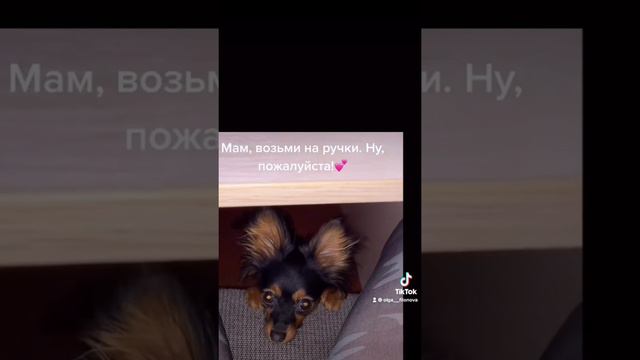 Малышка хочет на ручки!😍💕 Русский той Лина/ Той-терьер смотреть онлайн