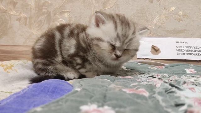 Котята шотландские