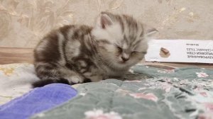 Котята шотландские