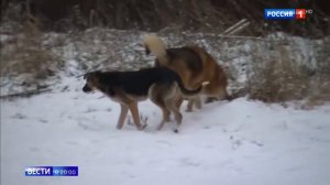 Стаи бродячих собак появились в Подмосковье