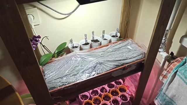 Рассада петуний под разным освещением - начинаем эксперимент-сравнение смотреть онлайн