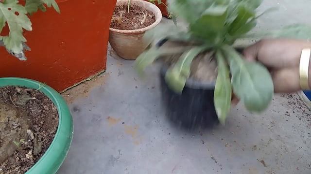 Chrysanthemum Plant Care || how to grow supper quality Chrysanthemum plant in a pot Home/Garden смотреть онлайн