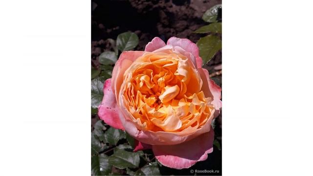 New David Austin Roses 2010-2018 Все сорта роз Дэвида Остина 2010-2018 смотреть онлайн
