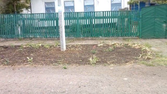 Vlog (Петушки Цветные) смотреть онлайн