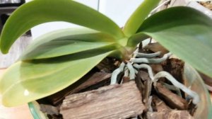 Фузариоз орхидей, попытка вылечить.