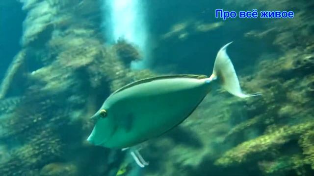 Рыба носорог | Как она выглядит в океанариумах Европы смотреть онлайн