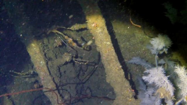 [wreck] Дайвинг в Хиккадуве, SS CONCH, Шри Ланка