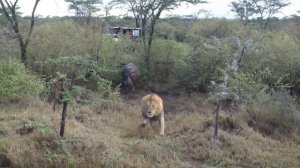 эти битвы животных побили все рекорды __ дикая природа