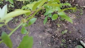 РОЗА РЕД БАЛЕРИНА (Red Ballerina) 10 ноября 2021 года.