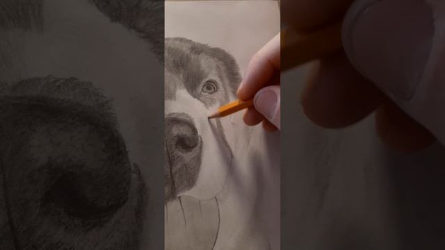 Портрет любимого питомца.#Собака .Как нарисовать собаку