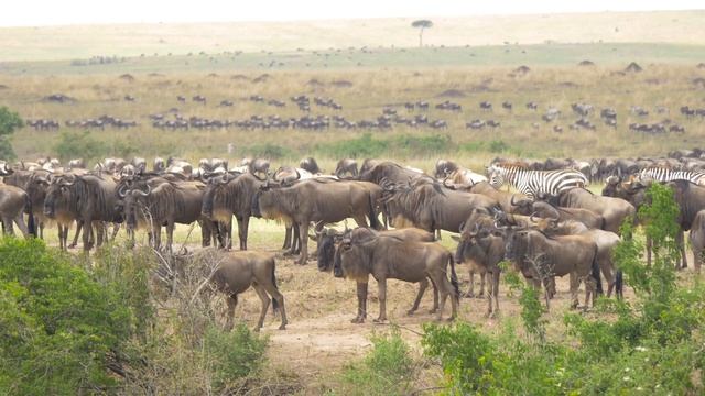 8K AFRICAN ANIMALS - LEGENDARY AFRICAN ANIMALS 8K ULTRA HD 60FPS