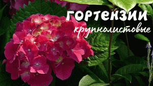 КРУПНОЛИСТОВАЯ ГОРТЕНЗИЯ