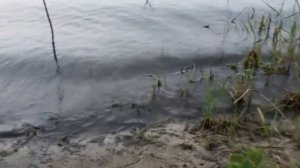 р Северский Донец в Ростовской области