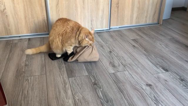 У Кеши брачный период/ The mating season смотреть онлайн