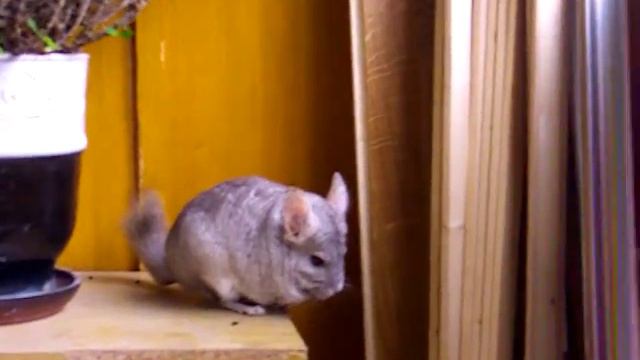 Шиншилла и молочай 5 смотреть онлайн