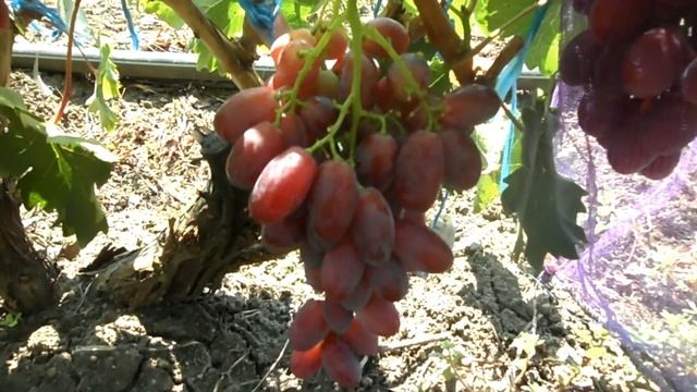 Виноград Огненный 2019 (Панченко) смотреть онлайн