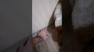 Что я использую, чтобы приклеить напольный плинтус? рассказываю на своем примере