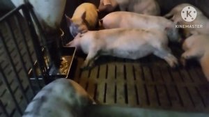 Откачка из под щелевого пола, нюансы. Какие ошибки допустил Водолага?