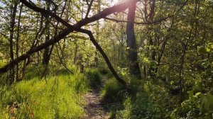 Elder Scrolls IV: Oblivion | Minstrel's Lament in a Peaceful Forest | 1 Hour Edition