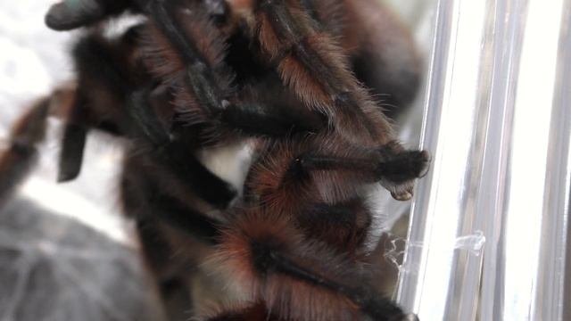 Pairing Caribena Versicolor | Antilles Pink Toe Tarantula【Tarantula Breeding】