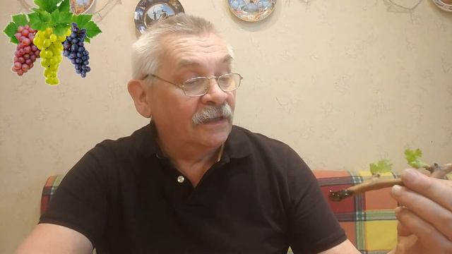 Какой черенок проращивать.....ПОДВОДИМ ИТОГИ смотреть онлайн