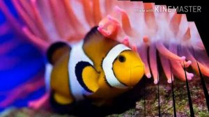 Топ 12 самых красивых рыб в мире )))