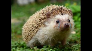 Я не человек и не горошек!