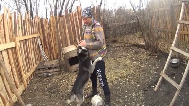 Приют для животных в оренбурге смотреть онлайн