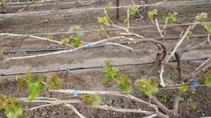 Прививка винограда на один куст двух или более сортов  .