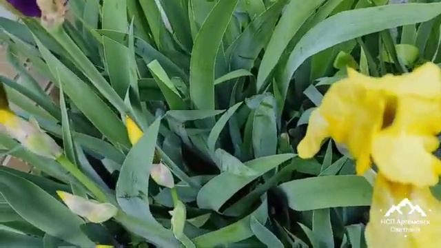 Ирисы красивые и неприхотливые сорта ! Как цветут ирисы !
