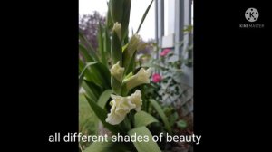 Growing Gladiolus in zone 4