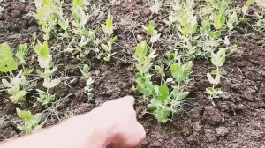 как ростет горох в поле