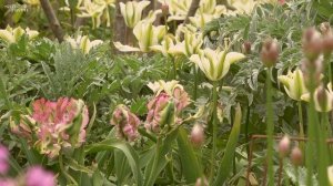 Spotlight on: Tulips ‘Spring Green’ & ‘Green Wave’