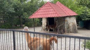 Самец ламы плюется и рычит как лев!