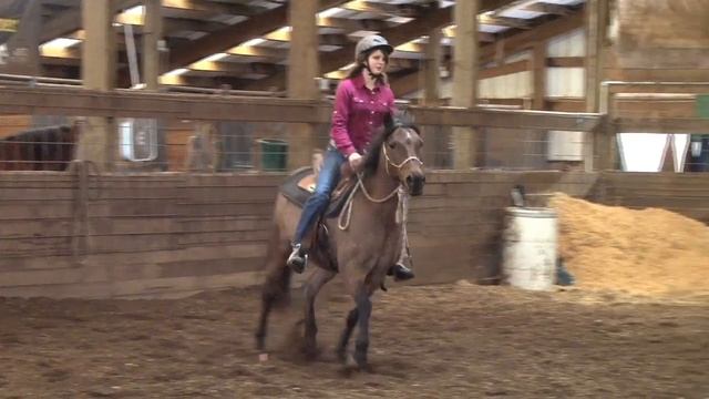 S.E.O. horse "Rascal" смотреть онлайн