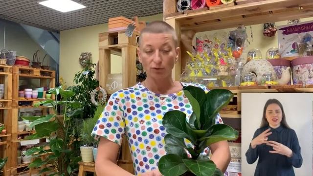 Фикус Лирата Бамбино { СУРДОПЕРЕВОД } Комнатный цветок фикус смотреть онлайн