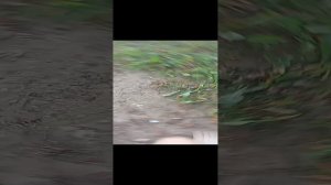 апп