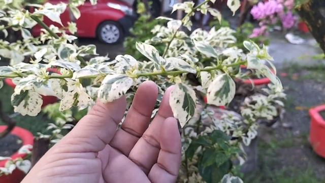 FROZEN SAKURA | RARE BOUGAINVILLEA VARIETY HERE AT ROYALE GARDEN SAN MIGUEL BULACAN смотреть онлайн
