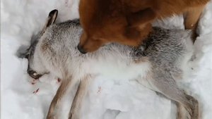 ДОБЫЛИ ЗАЙЦА ПОД НОВЫЙ ГОД/ ЗАЯЦ ИЗ ПОД ЛАЙКИ/ ОХОТА С ЛАЙКОЙ/