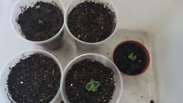 Менің глоксиния гулдерім. 5.04.2020. смотреть онлайн