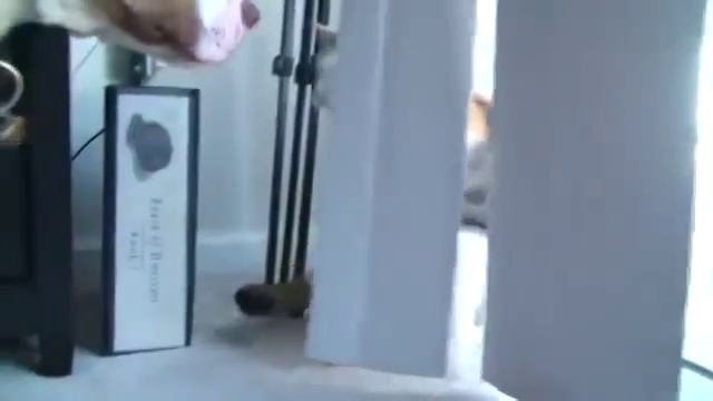 кот боксёр Все удары в цель смотреть онлайн