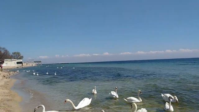 VLOG: каким бы скудным был бы мир без цветов // прогулялись ,весна , море ,лебеди