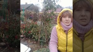 КАК СОХРАНИТЬ КЛЕМАТИСЫ В ЗИМУ ? УКРЫТИЕ КЛЕМАТИСОВ В СИБИРИ.