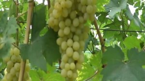 Кишмиш цитронный