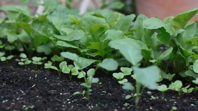 Редис вкуснее Вы не знали. Как получить хороший урожай редиса? Выращивание редиса.