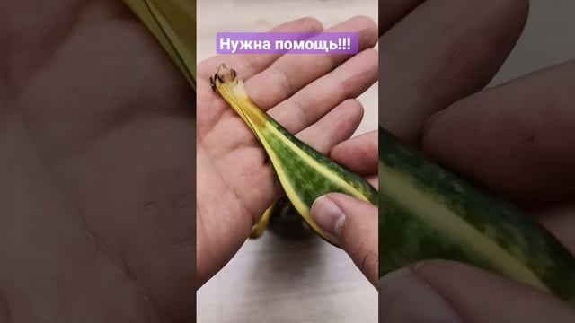 Спасаем сансевиерию вместе) смотреть онлайн