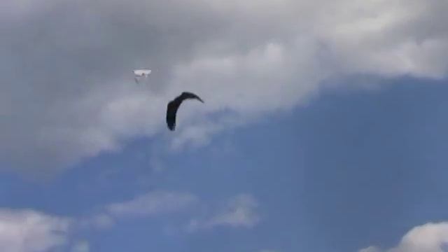 Белый и черный голуби 8 смотреть онлайн