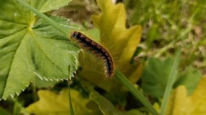Гусеница бабочки Боярышницы.