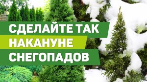 Спасаем хвойные от снега. Простой способ защитить туи от разлома кроны зимой